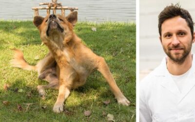 Co mohu dělat proti tomu, aby si pes nekousal packy, neškrábal se a proti kožním roztočům?