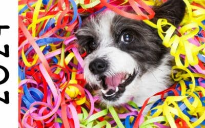 5 Důležitých Tipů pro Majitele Psů na Silvestrovskou Noc – Chraňme Naše Čtyřnohé Přátele s CricksyDog