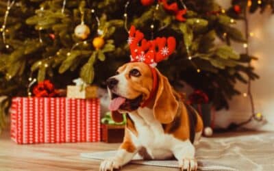 CricksyDog Vánoční Dobrodružství: Veselé Vánoce na Čtyřech Tlapkách