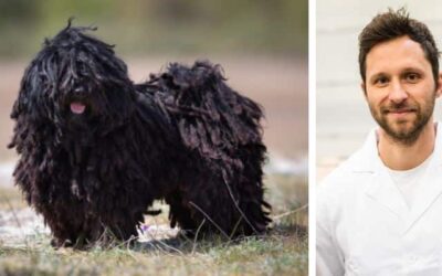 Můj 11letý Puli má reflux a je alergický na kuřecí maso. Může jíst krůtí maso?