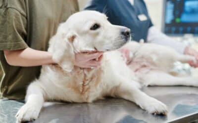 Trávicí problémy u psů: Přehled běžných trávicích potíží a vhodných výživových řešení