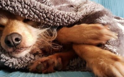 Prevence Zimních Nemocí u Psů: Rady Odborníků