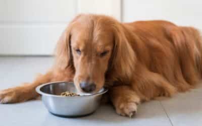 Zimní Krmivo pro Psy: Výživové Tipy pro Chladné Měsíce