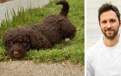 Náš 4 měsíční španělský vodní pes jí rád věci, které zapáchají, dokonce i věci, které nejsou k jídlu. Co mám dělat?