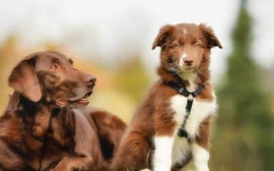 Výživa psů podle věku: Průvodce výživou přizpůsobenou věkovým charakteristikám