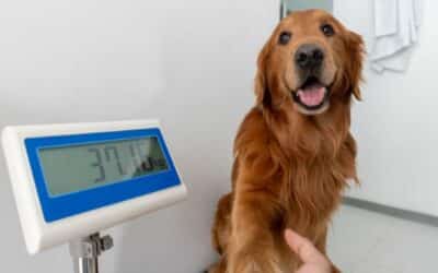 Prevence obezity u psů: Průvodce prevencí a léčbou nadváhy