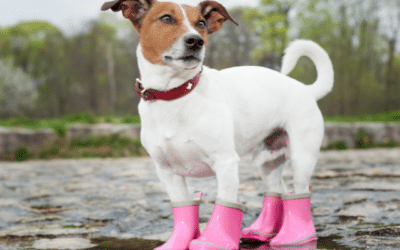Jarní déšť a psi: Jak se připravit na neočekávané počasí?