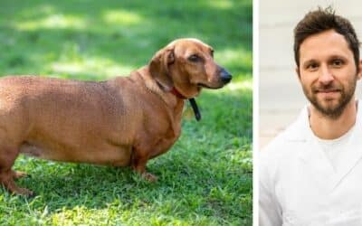 Obávám se o svého šestiletého křížence jezevčíka, který vypadá, že je neustále hladový a bohužel také přibral na váze. Co mohu udělat, abych mu pomohl získat zpět ideální váhu?