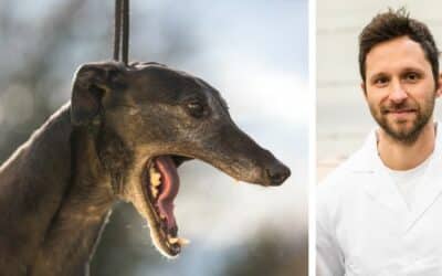 Můj zachráněný chrt má velmi špatný dech. Jenna je přibližně čtyřletá a přivezl jsem ji z útulku před skoro půl rokem. Od té doby jí kvalitní krmivo, ale její dech stále smrdí. Co mohu dělat?