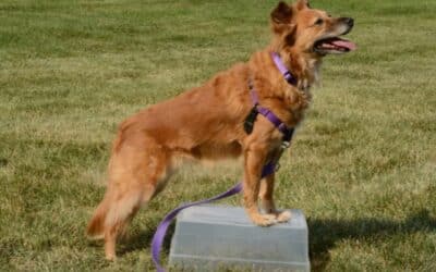 Starý pes, ne starý pes: péče o staré psy