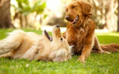 Výzvy na konci jara: 7+1 venkovní hra pro tvého psa