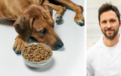 Bella nejí suché krmivo. Od malička vždy dostávala konzervy a nyní bychom ji rádi převedli na suché krmivo. Koupil jsem jí několik druhů, ale nechce se jich ani dotknout. Jak ji mohu přivyknout? Bella je dvouletá fenka ridgebacka. Co bys doporučil?