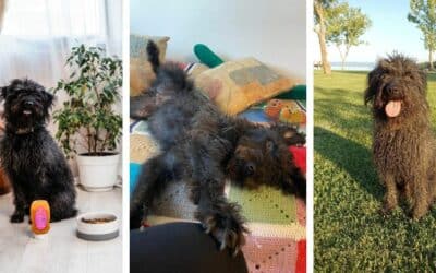 Tajemství CricksyDog: Příběh Tea, Věrného Hlavního Ochutnávače