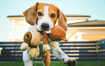 Vitaminy a minerály ve výživě psů: Proč jsou nezbytné?