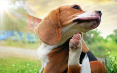 Psi a alergie: Rozpoznání a účinné metody léčby