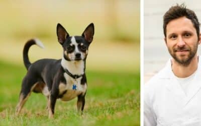 Které krmivo by bylo nejlepší pro Lunu a Merlina, dva čivavy?