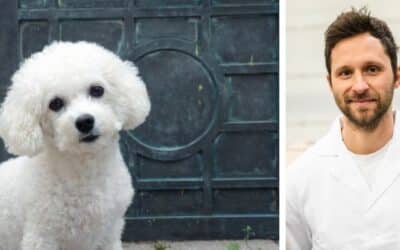 Pamika, vybíravý bišonek