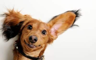 Jsou uši vašeho psa v nebezpečí? Takto předejdete zánětům v létě!