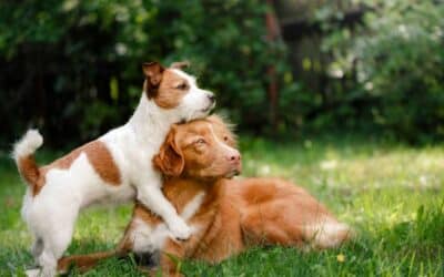 Jste připraveni na druhého psa? 7 tipů, na které se musíte zaměřit!