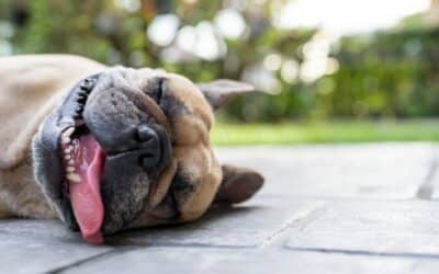 Jak chránit svého psa před letními horky? 7 odborných tipů!