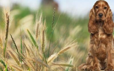 Tajná Hrozba Léta: Ječmenný Klas