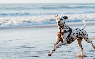 Koupání se psy 101: Vše, co potřebujete vědět