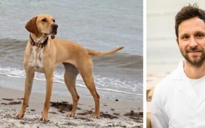 Alison, šestiletý mix vizsly, hodně zhubla