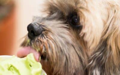 5 Jednoduchých a Osvěžujících Receptů pro Vašeho Psa na Léto