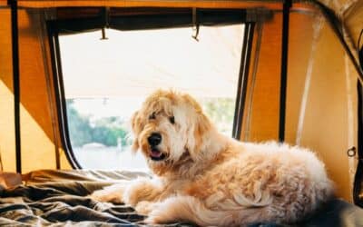 Všechno o Dovolené se Psem: Jak Udělat Společnou Dovolenou Perfektní