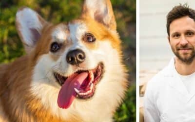 Herold, 11měsíční Corgi, neposlouchá svého majitele