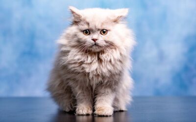 Britská dlouhosrstá kočka – Průvodce péčí a chovem