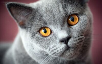 Vaše Průvodce Britskou Krátkosrstou Kočkou