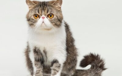 Vše o exotické krátkosrsté kočce – Tip a rady