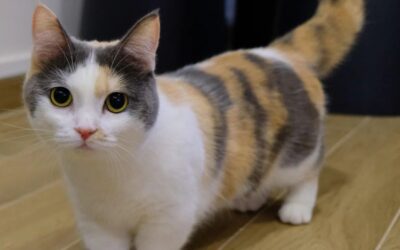 Kočičí blog 23 Nejroztomilejší Munchkin kočky: Vaši noví kamarádi