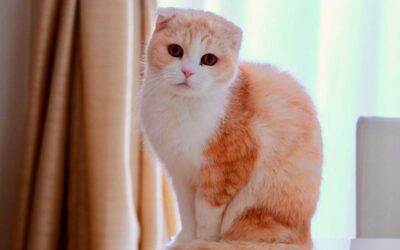 Kočičí blog 24 Pečujte o skotskou klapouchou kočku s láskou