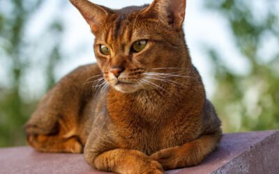 Kočičí blog 18 Vše o Abesinské Kočce: Péče, Charakter, Zdraví