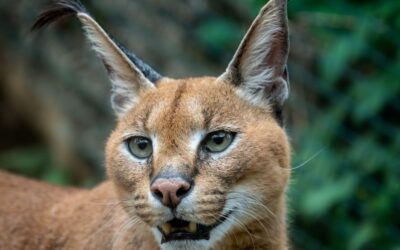 Kočičí blog 22 Karakal kočka – Zajímavosti o divoké šelmě