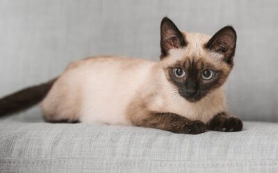 Thajská kočka: Příručka pro šťastného mazlíčka