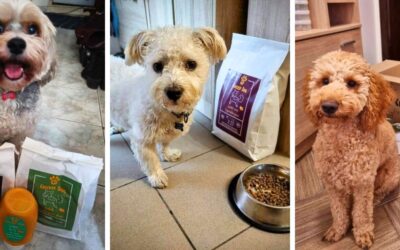 Návod na dávkování a přechod na nové krmivo pro psy (první kroky)