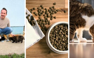 Návod na dávkování a přechod na nové krmivo pro kočky (první kroky)