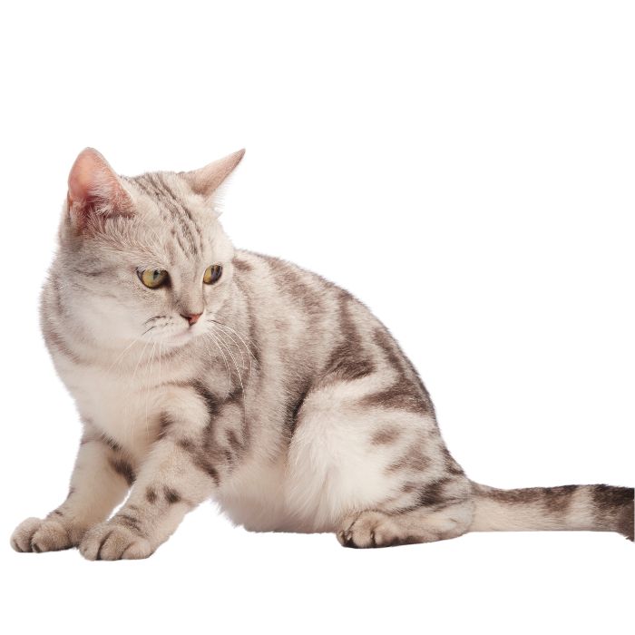 American Shorthair