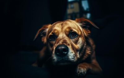 Noční neklid u psů – Vše, co o tom musíš vědět!