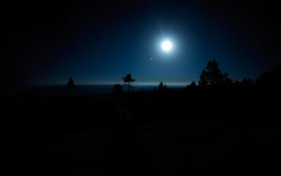 Noční vidění u psů – Vše, co o tom musíš vědět!