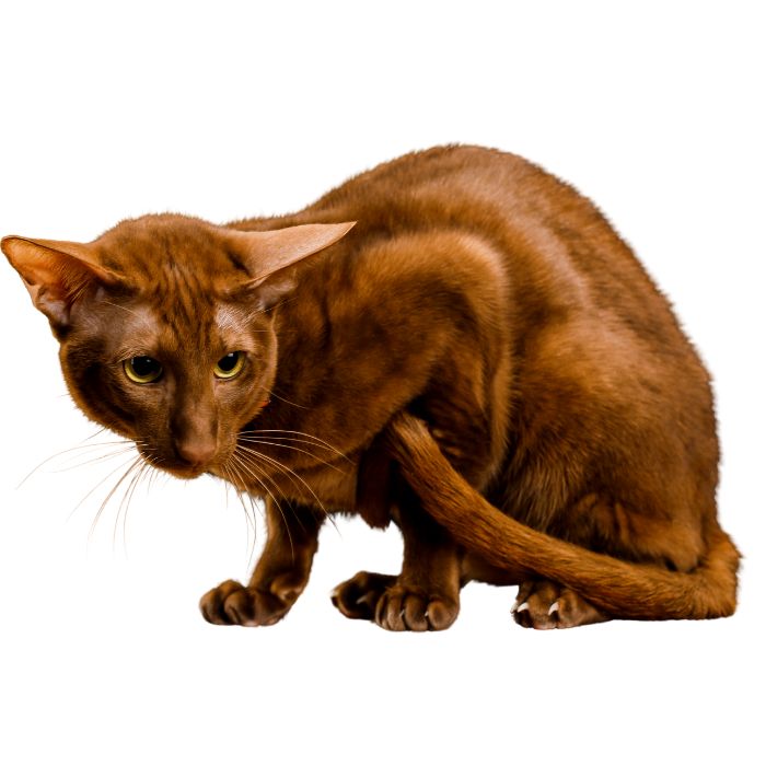 Oriental Shorthair cat