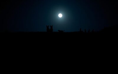 Psí večerní aktivity – Vše, co o tom potřebuješ vědět!