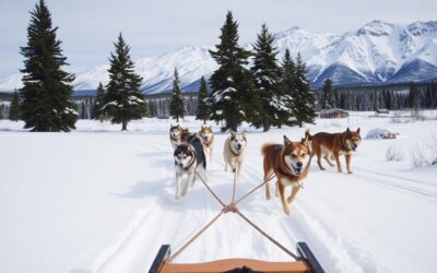 Psí tažné sporty – Vše, co o tom potřebuješ vědět!