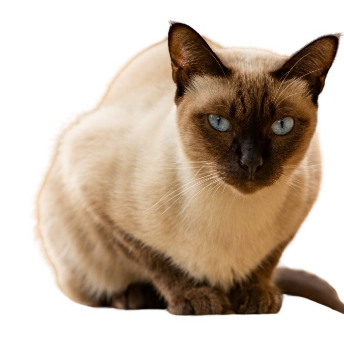 Wichien Maat thai cat