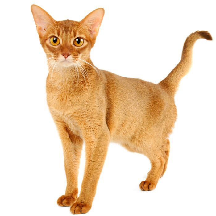 abyssinian cat