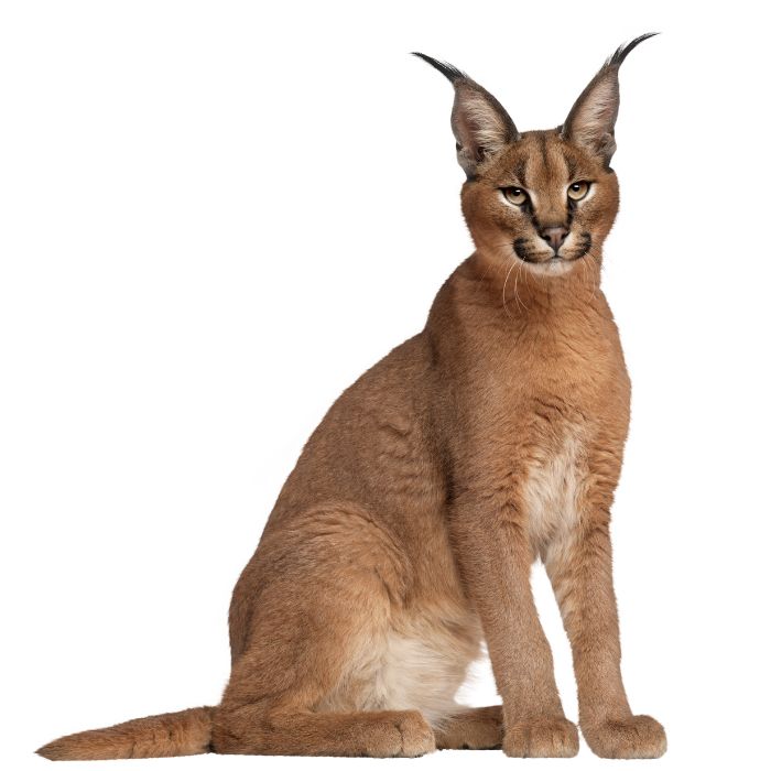 caracal cat