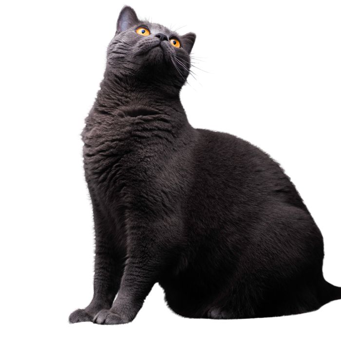carthusian cat